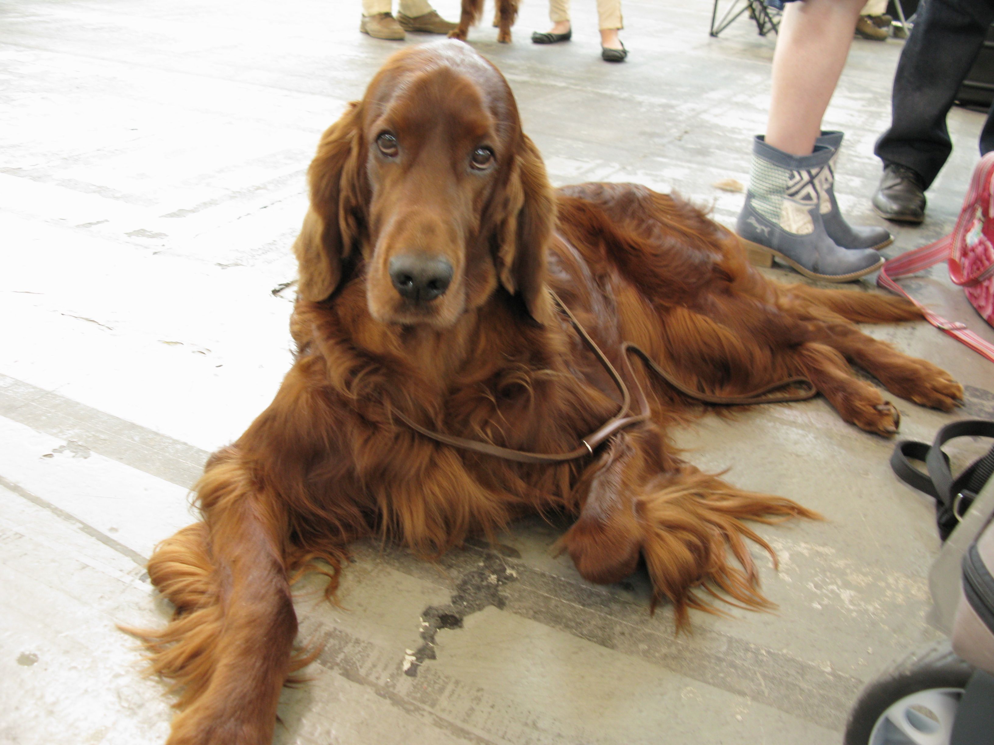 Norman Bundessiegerausstellung
